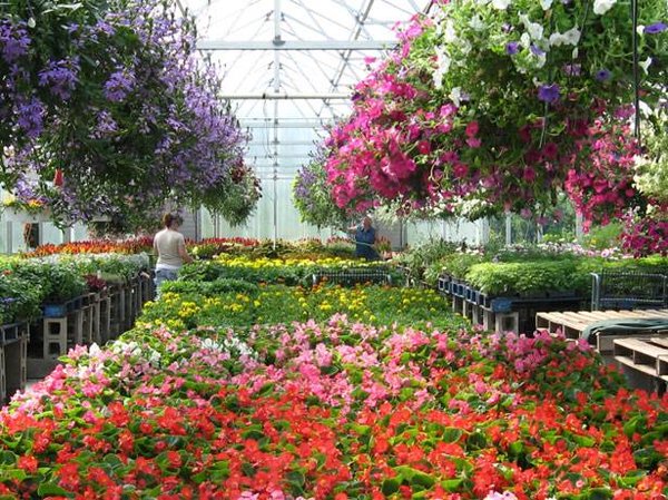 Les avantages d'une serre de jardin